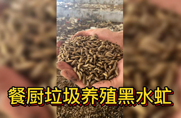 餐廚垃圾無(wú)害化處理后養(yǎng)殖黑水虻